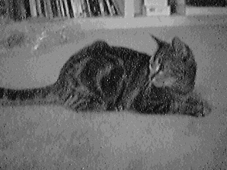 Cat in greyscale